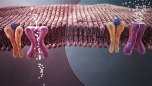Side Effects of Keto Diet - Ketoacidosis