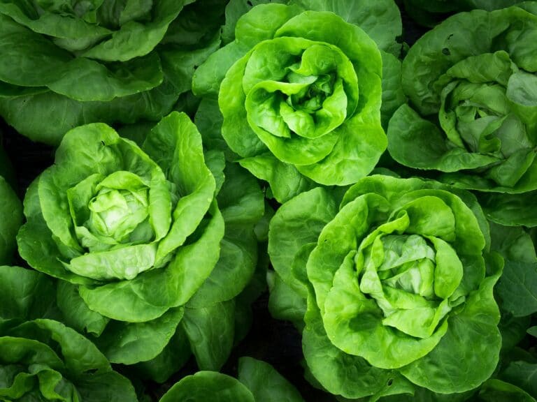 atkins diet grocery list