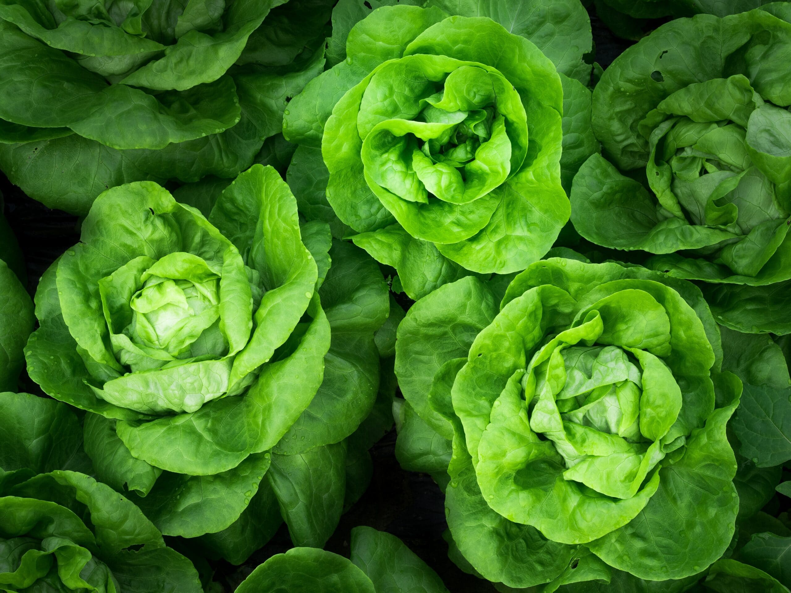 Atkins Diet Foods List