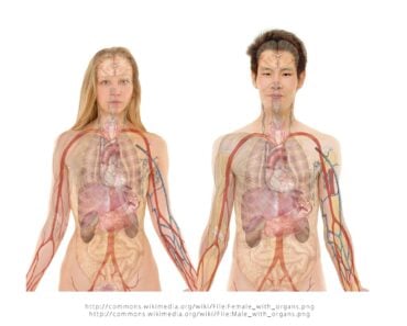 Keto Diet and Kidney Stones: Is Keto Harmful to Your Kidneys?