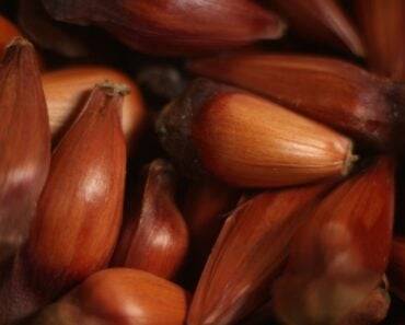 6 Brazilian Seed Diet Side Effects