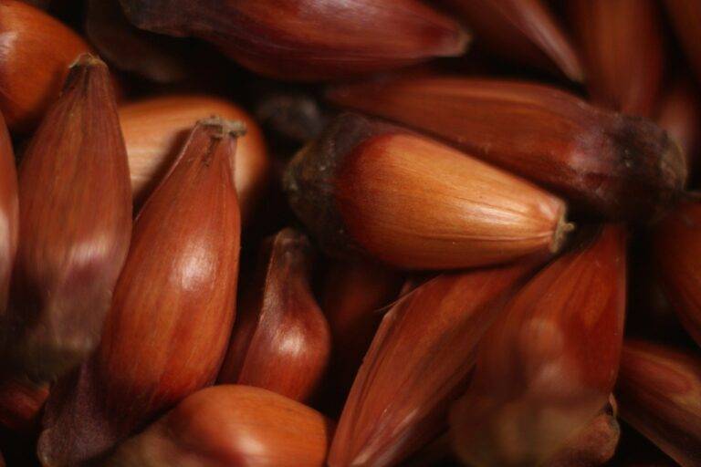 Brazilian Seed Diet Side Effects