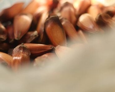 What is Semilla De Brazil?