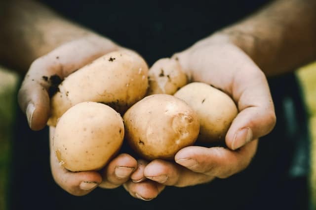 Plant based diet on a budget
