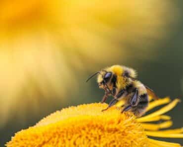 What is Bee Bread? | An Extraordinary Food