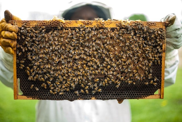Bee bread