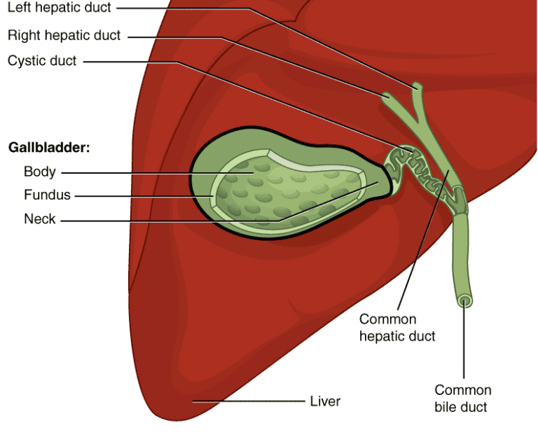 Gallbladder diet