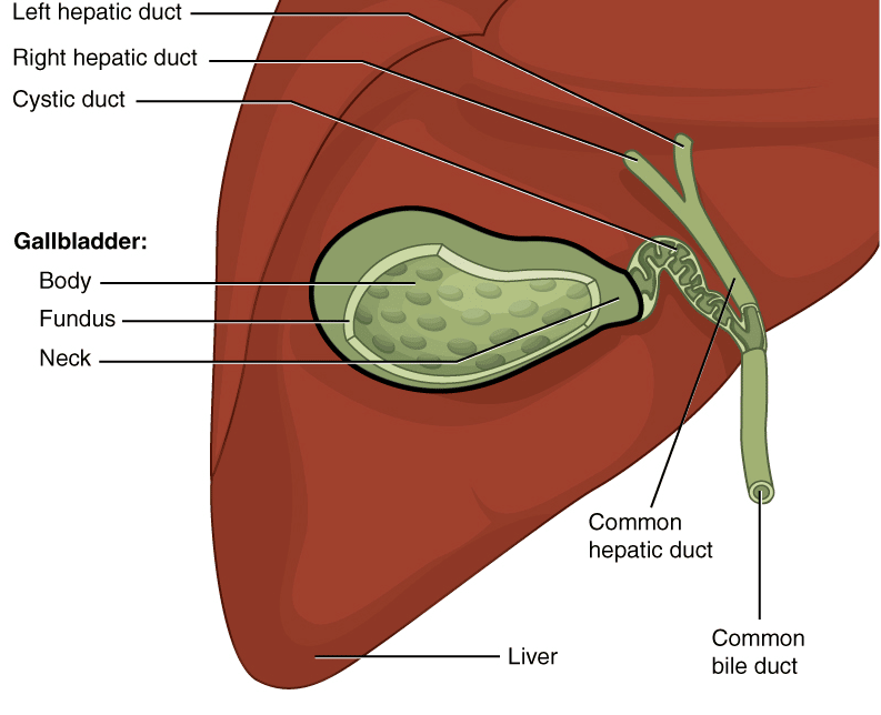 gallbladder diet foods to eat and avoid diets meal plan