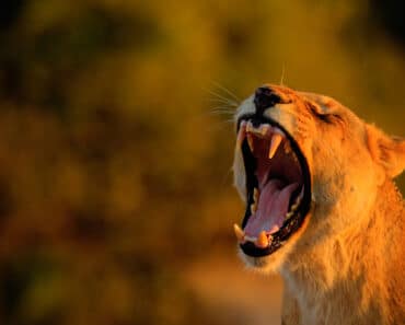 Keto Carnivore Diet – Lose Weight Like a Lion