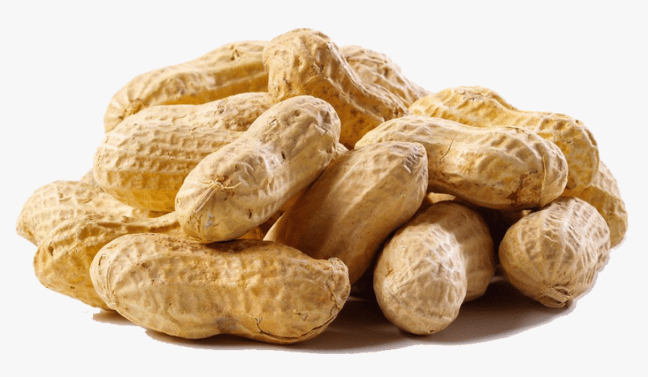High Protein Foods List