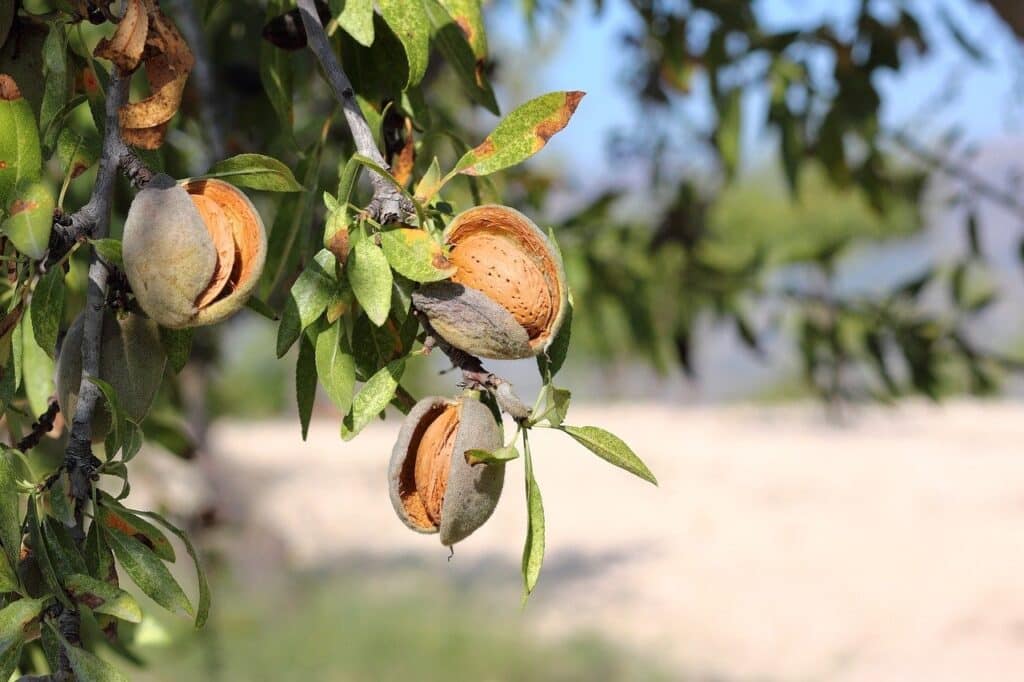 Are Almonds Good For Weight Loss