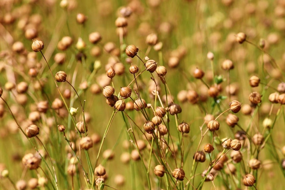 Is Flaxseed Good For Weight Loss?