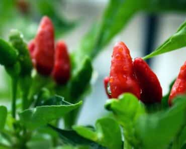 Cayenne Pepper Diet – Putting Capsaicin in Action