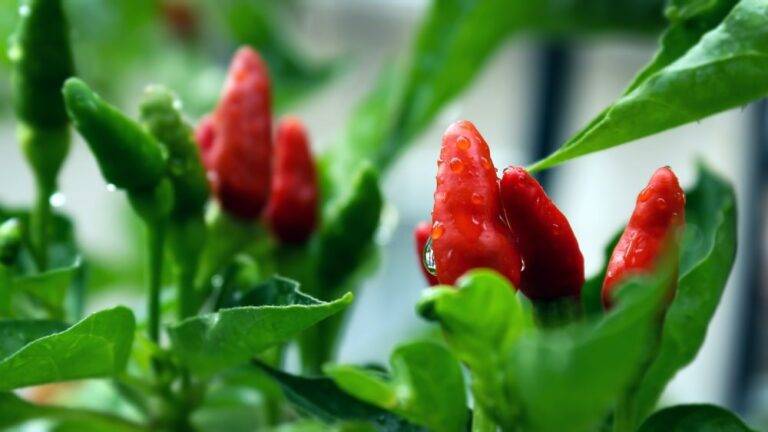 Cayenne Pepper Diet