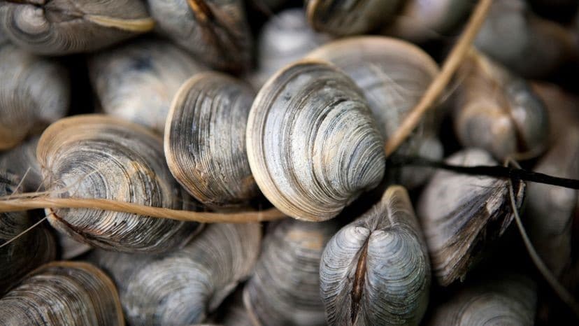 Vitamin B12 Foods List 