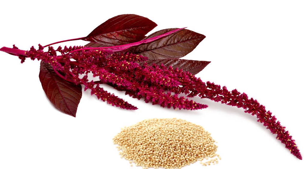 Iron Rich Foods for Vegetarians