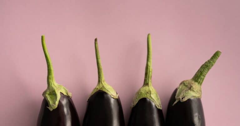 Vegetarian Eggplant Recipes