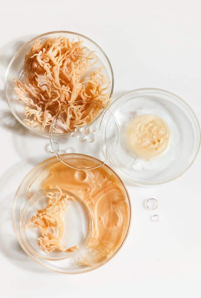 Sea Moss Benefits