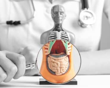 Visceral Belly Fat Diet