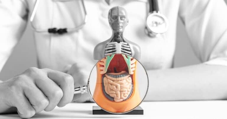 Visceral Belly Fat Diet