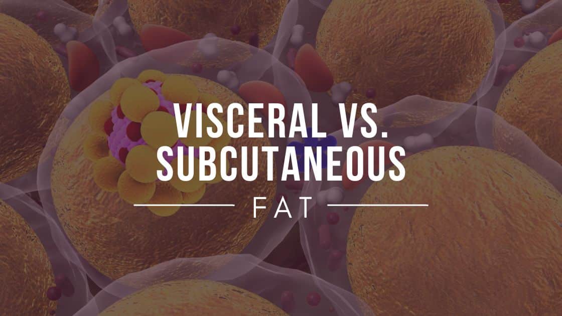 Intramuscular Fat Vs Subcutaneous Fat Visceral vs. Subcutaneous Fat - Diets Meal Plan